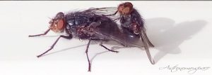 Flies Mating 07 July 2019
